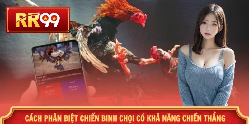 Cách phân biệt chiến binh chọi có khả năng chiến thắng